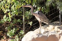 Parc Zoologique & Botanique Mulhouse Alsace, Fischreiher