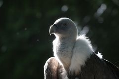 Parc Zoologique & Botanique Mulhouse Alsace, Gänsekopfgeier