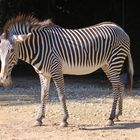 Parc Zoologique & Botanique Mulhouse Alsace, Grevyzebra