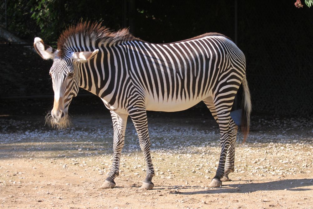 Parc Zoologique & Botanique Mulhouse Alsace, Grevyzebra