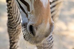 Parc Zoologique & Botanique Mulhouse Alsace, Grevyzebra Datailaufnahme