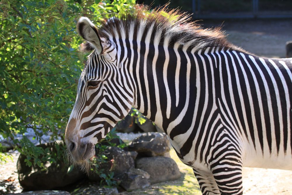 Parc Zoologique & Botanique Mulhouse Alsace, Grevyzebras