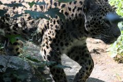 Parc Zoologique & Botanique Mulhouse Alsace, Leopard im Unterholz