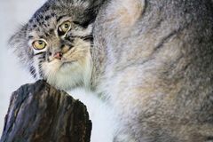 Parc Zoologique & Botanique Mulhouse Alsace, Mitellasiatische Manul Katze