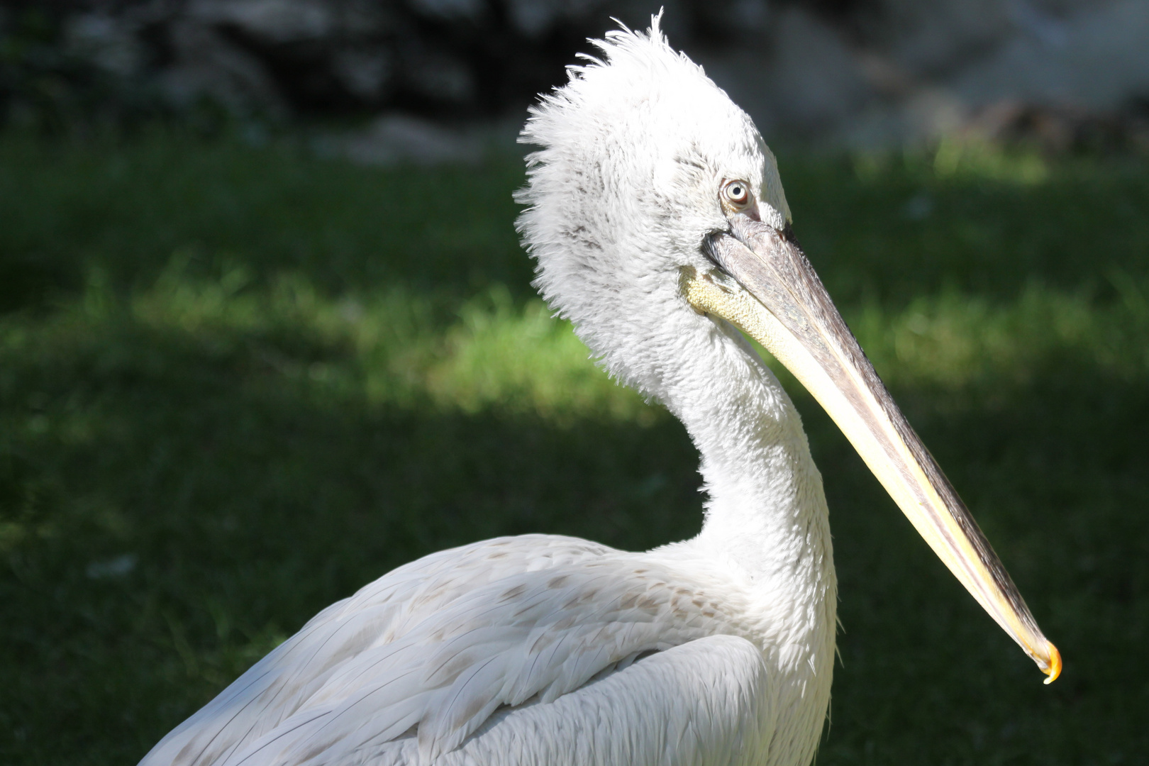 Parc Zoologique & Botanique Mulhouse Alsace, Pelikan