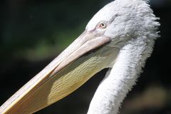 Parc Zoologique & Botanique Mulhouse Alsace, Pelikane