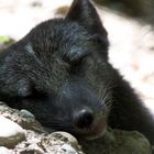 Parc Zoologique & Botanique Mulhouse Alsace, Polarfuchs macht Siesta