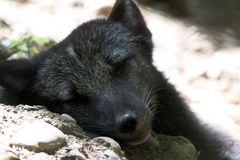 Parc Zoologique & Botanique Mulhouse Alsace, Polarfuchs macht Siesta