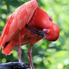 Parc Zoologique & Botanique Mulhouse Alsace, Roter Ibis