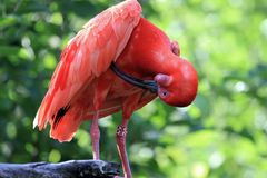 Parc Zoologique & Botanique Mulhouse Alsace, Roter Ibis