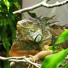 Parc zoologique et forestier de Nouméa -- Iguane vert
