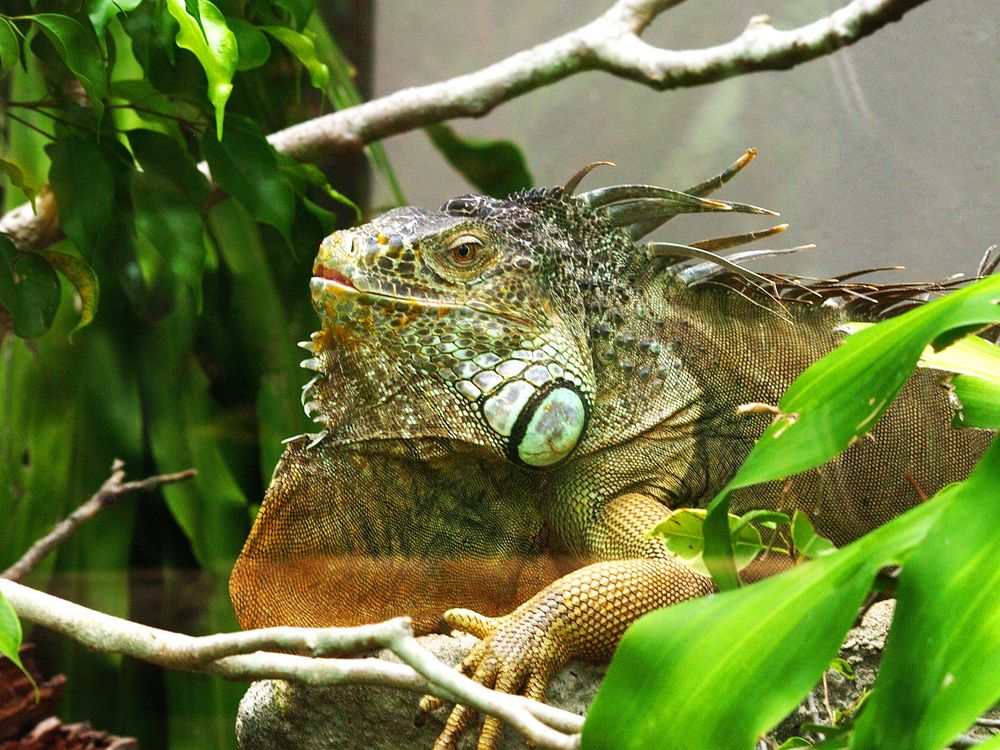 Parc zoologique et forestier de Nouméa -- Iguane vert