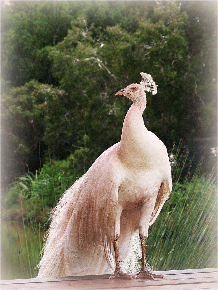 Parc zoologique et forestier de Nouméa -- Paon blanc sur banc