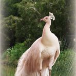 Parc zoologique et forestier de Nouméa -- Paon blanc sur banc