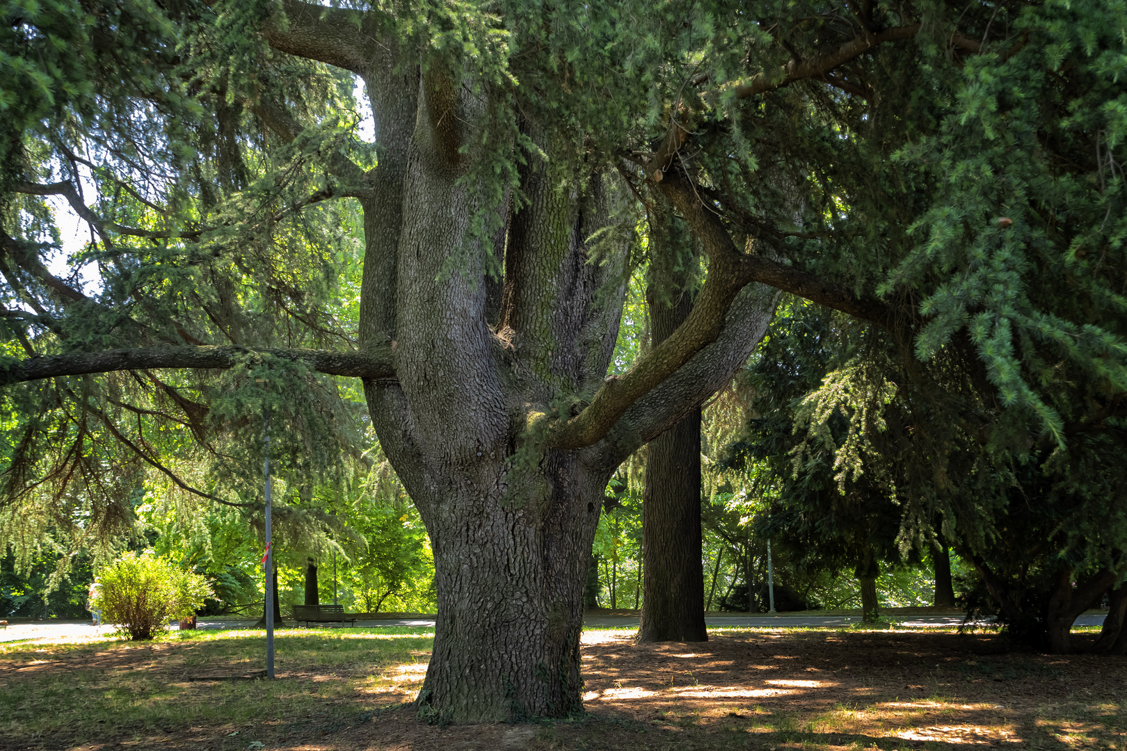 Parco Allea San Luca, Novara