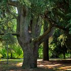 Parco Allea San Luca, Novara