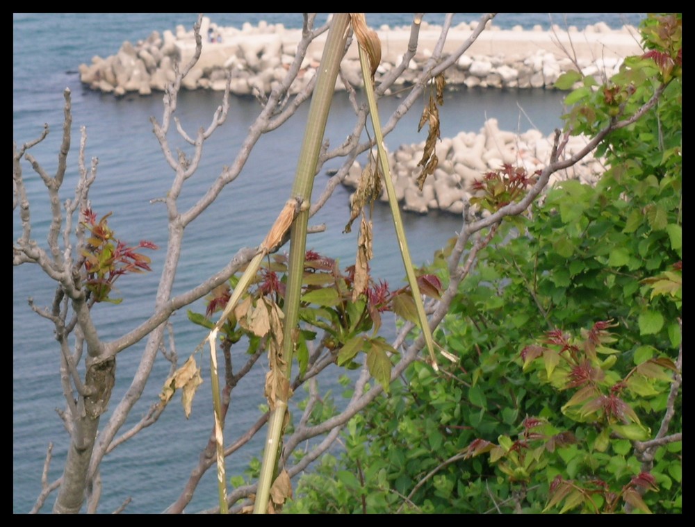 ...Parco del Cardeto...Ancona...