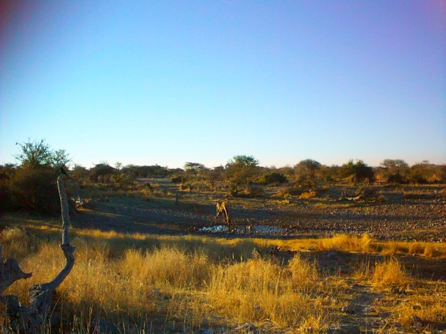 parco della Namibia