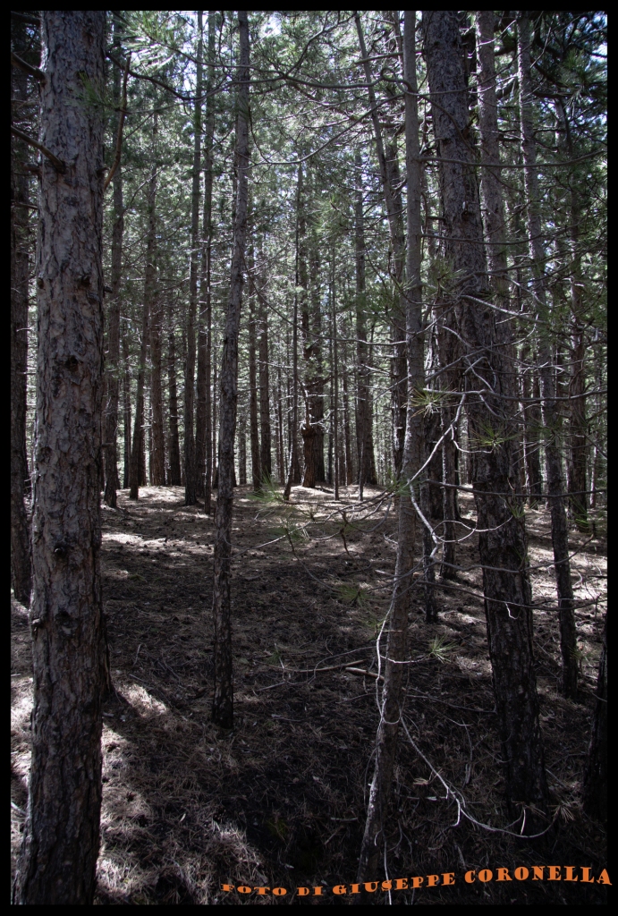 Parco dell'Etna