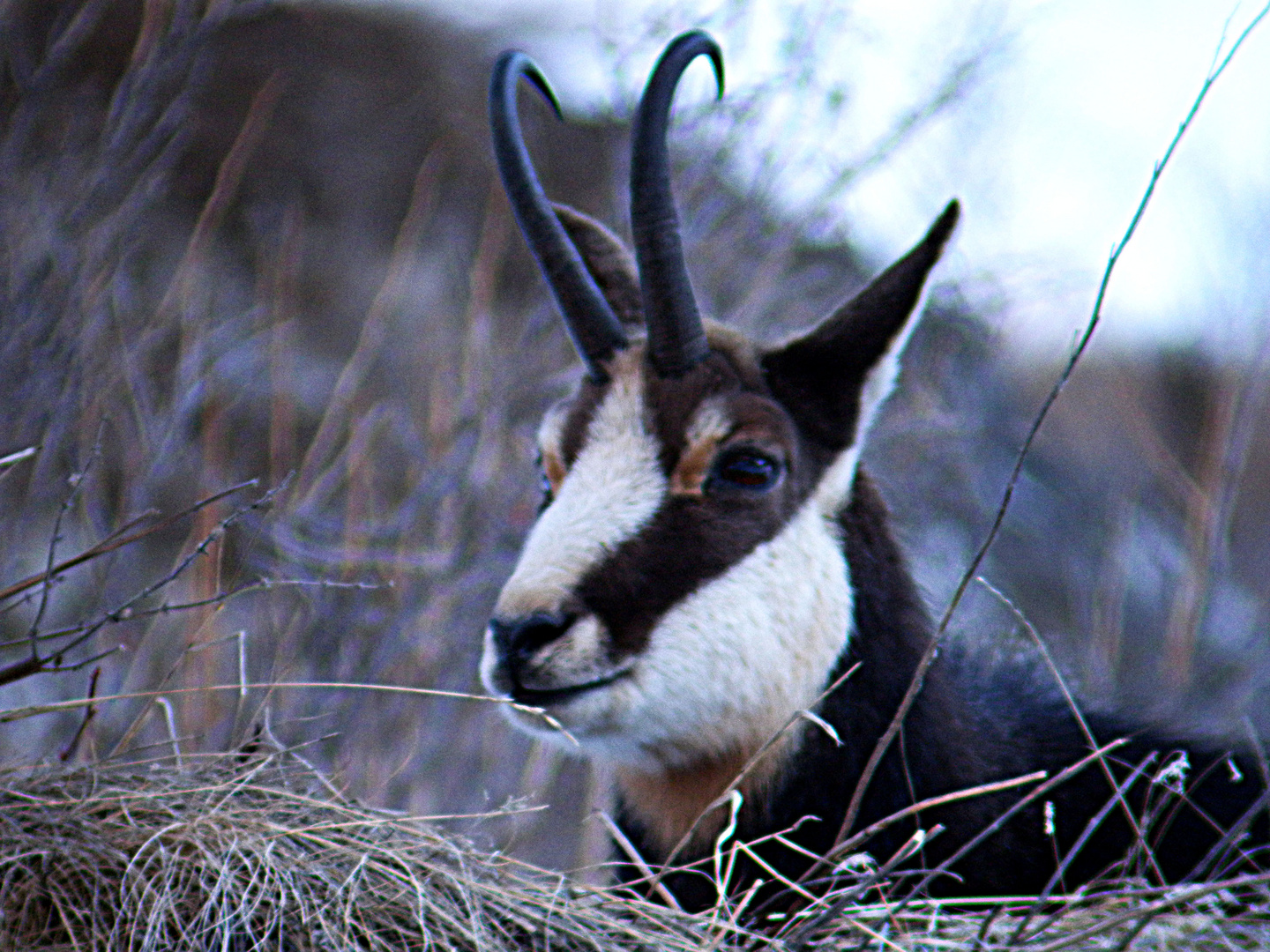 Parco Gran Paradiso camoscio con digiscoping ( mt,100)