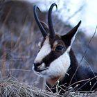 Parco Gran Paradiso camoscio con digiscoping ( mt,100)