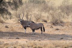 Parco Kgalagadi - Orici