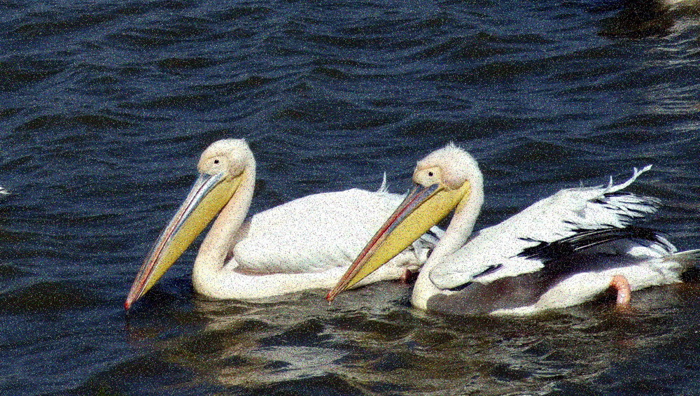 parco naturale djoudj senegal