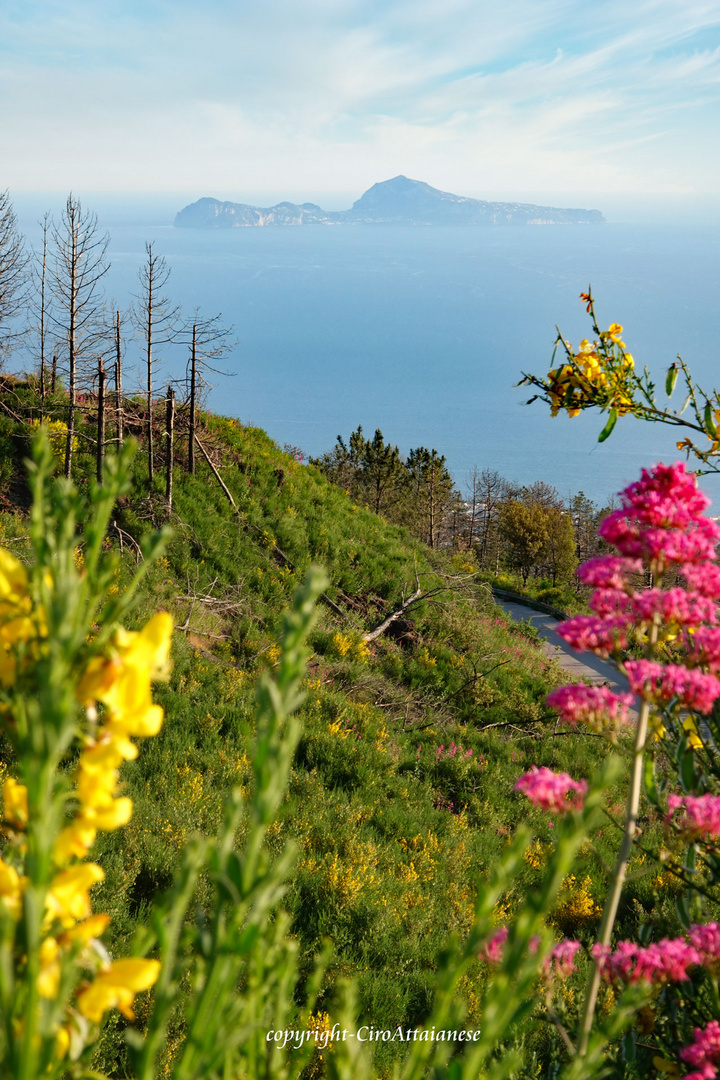 Parco-Nazionale-del-Vesuvio-web-IMG_4939