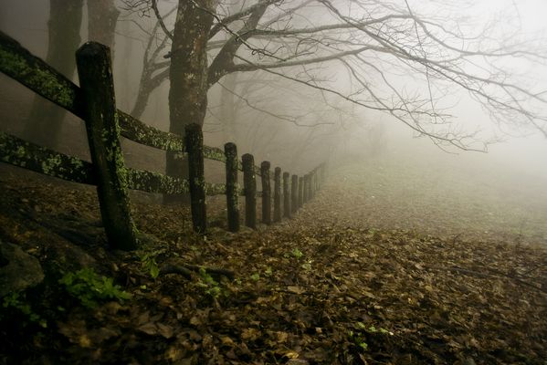 Parco nazionale foreste casentinesi 3