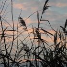 parco urbano al tramonto