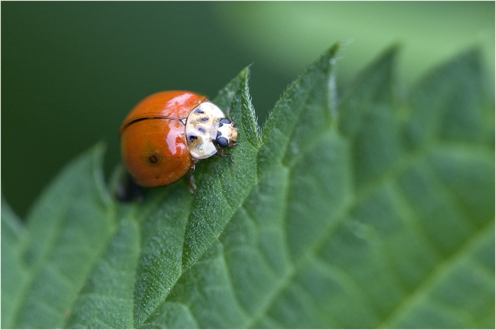 Parcours en dents de scie ! (Harmonia axyridis)