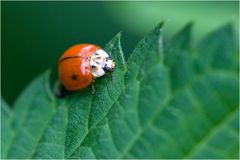 Parcours en dents de scie ! (Harmonia axyridis)