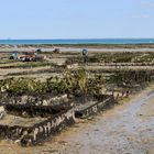 Parcs à huîtres à Cancale, baie du Mont St Michel.