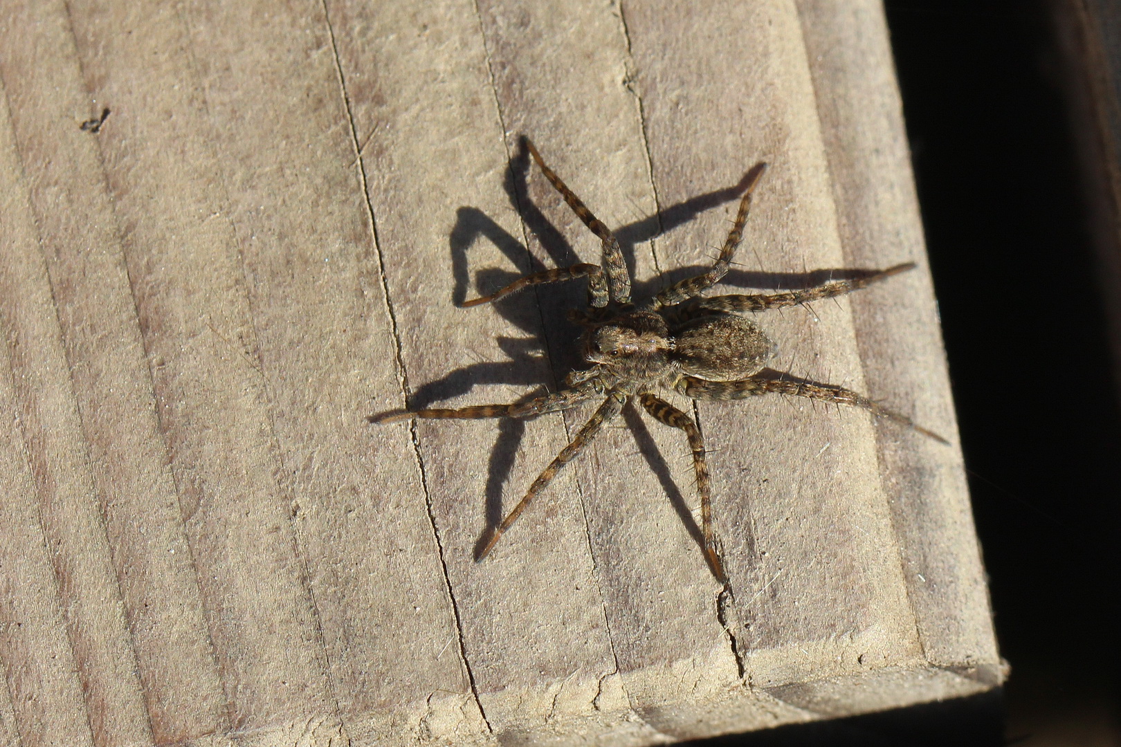 Pardosa amentata