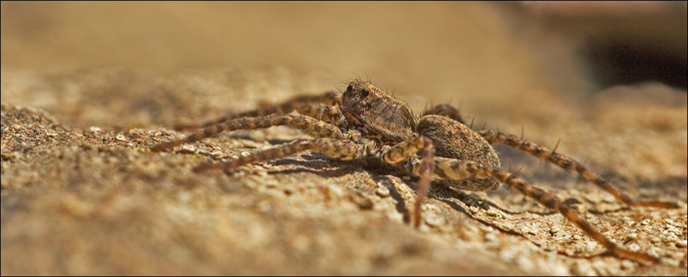 Pardosa amentata - Dunkle Wolfspinne