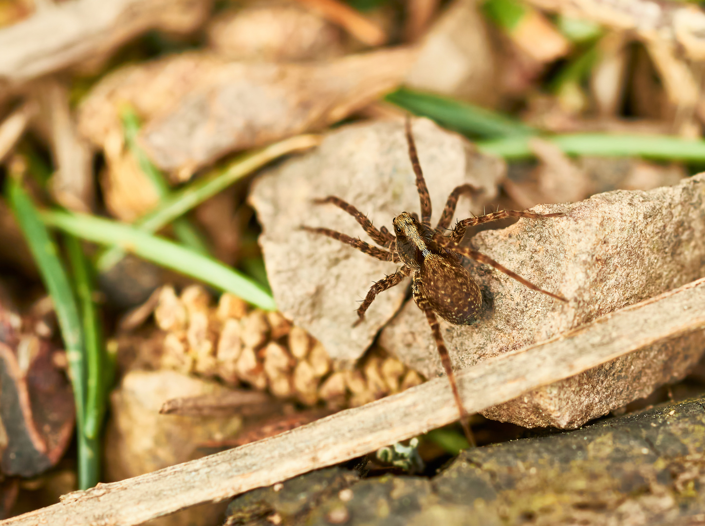 Pardosa lugubris s.str.