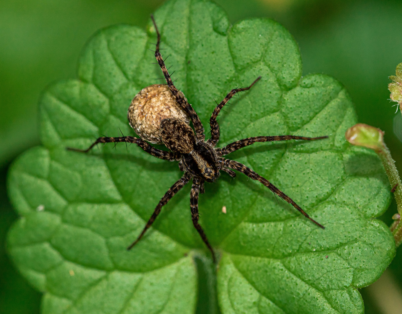 Pardosa lugubris - Trauerwolfsspinne