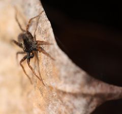 Pardosa lugubris - Wolfsspinne