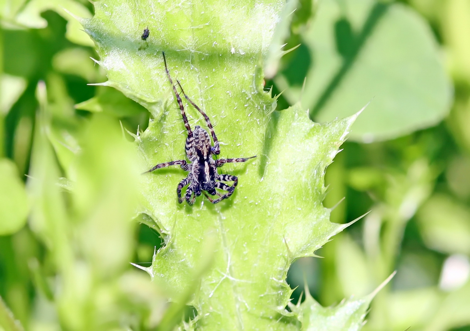 Pardosa prativaga,Umherstreifende Wolfspinne-m