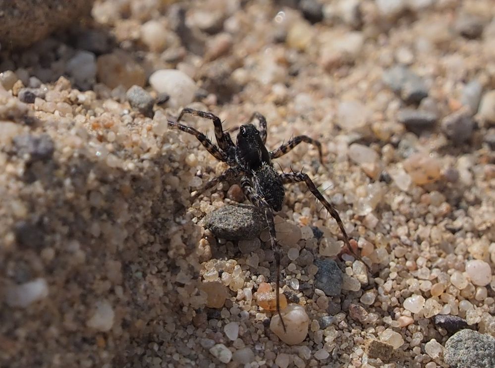 Pardosa proxima m Foto & Bild tiere, wildlife, spinnen Bilder auf
