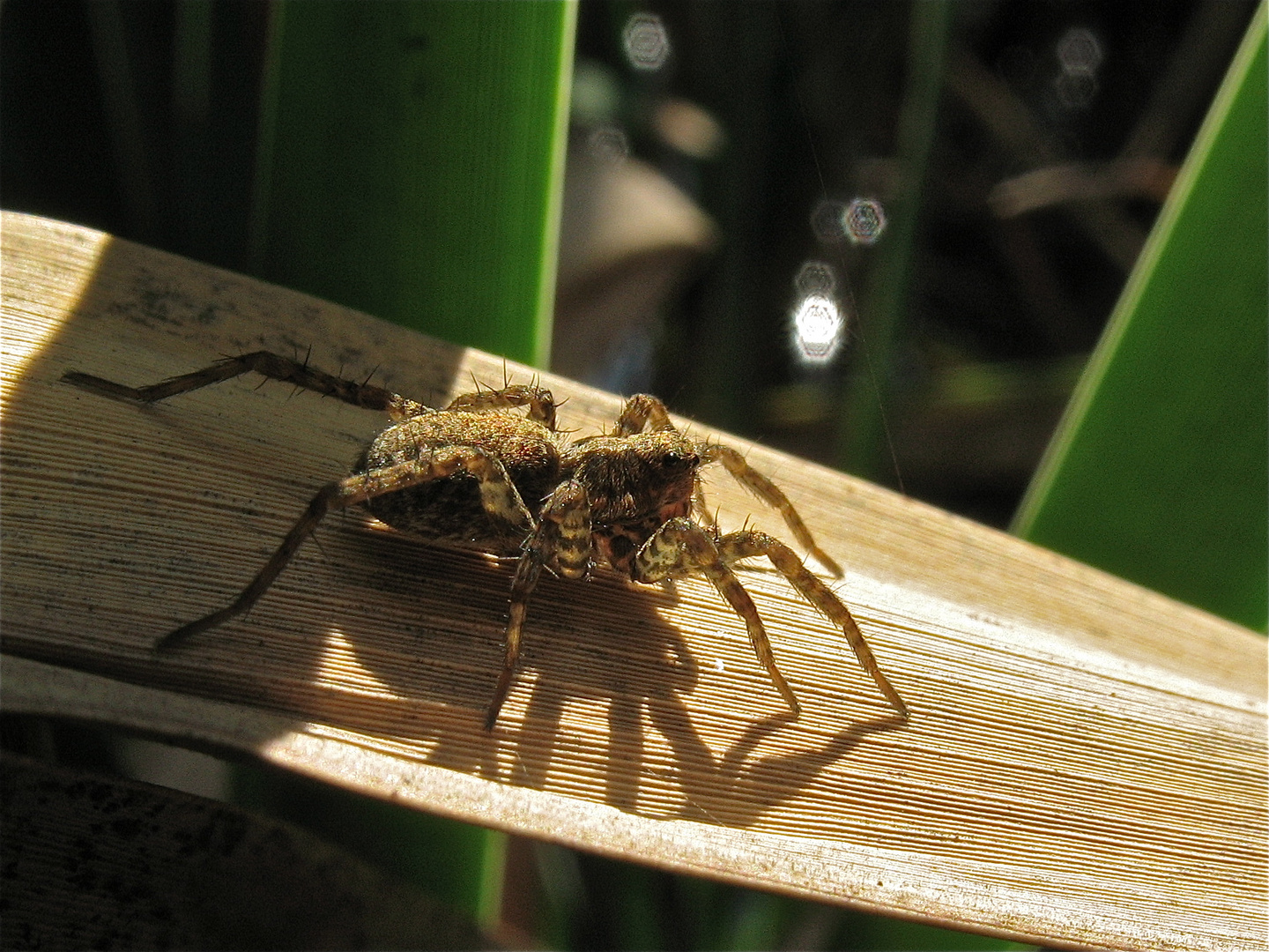 Pardosa? Raubüberfall aus dem Dunkel...