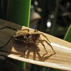 Pardosa? Raubüberfall aus dem Dunkel...