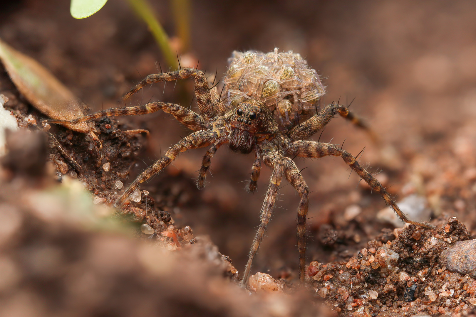 Pardosa sp.