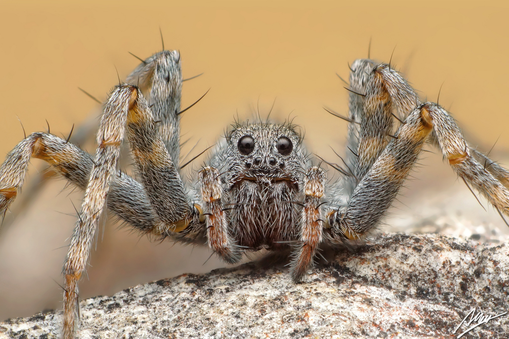 Pardosa wagleri Weibchen