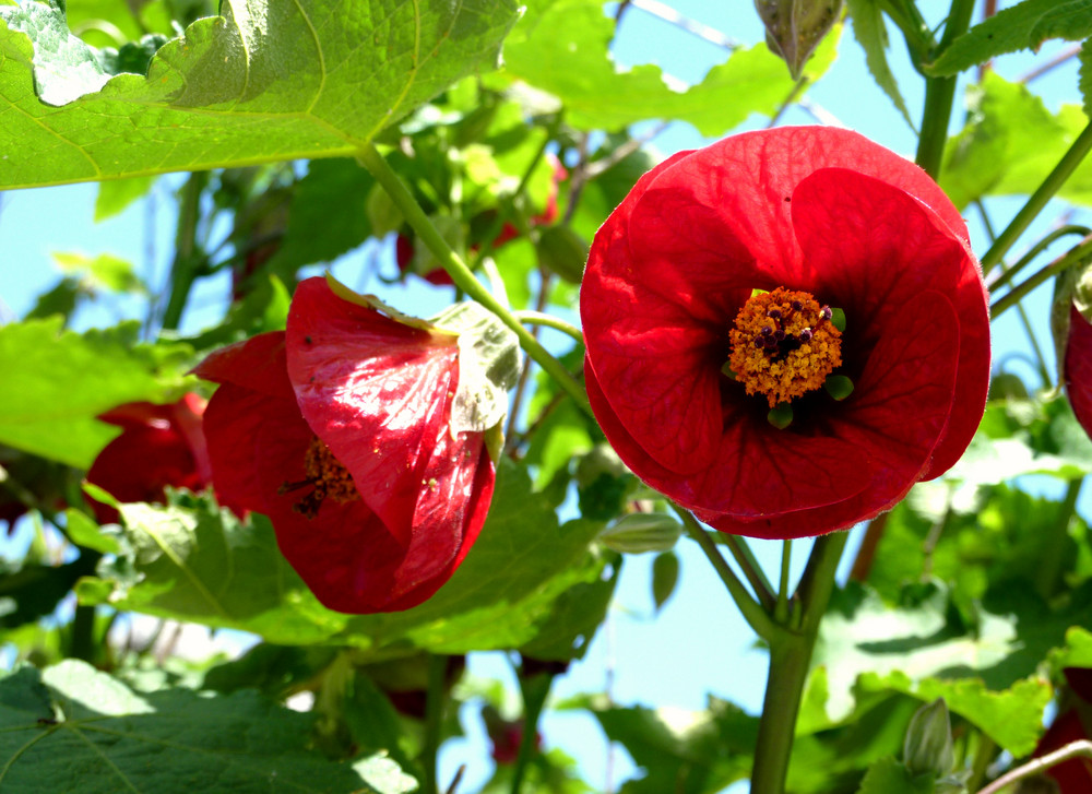 Parecen amapolas