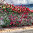 PARED DE TRINITARIAS