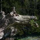 Pareidolic Beast