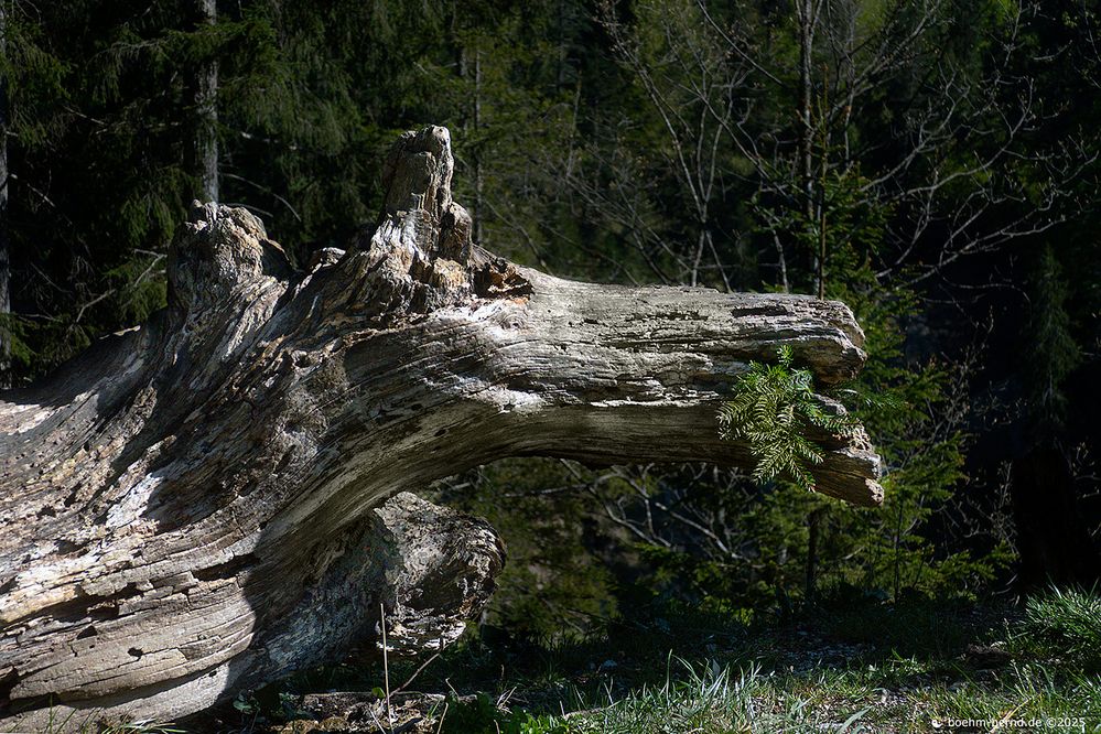 Pareidolic Beast
