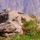 Pareidolic Rock