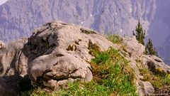 Pareidolic Rock